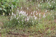 Celosia argentea